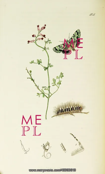: Curtis British Entomology Plate 404 : Curtis British Entomology Plate 404