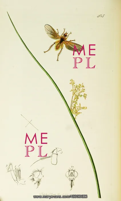  : Curtis British Entomology Plate 405