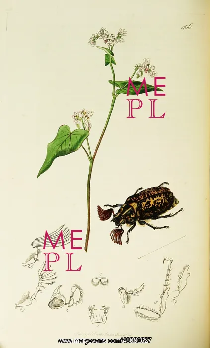  : Curtis British Entomology Plate 406