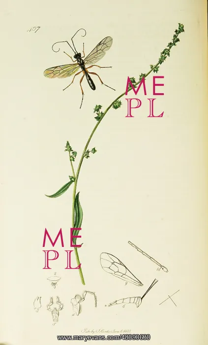: Curtis British Entomology Plate 407 : Curtis British Entomology Plate 407
