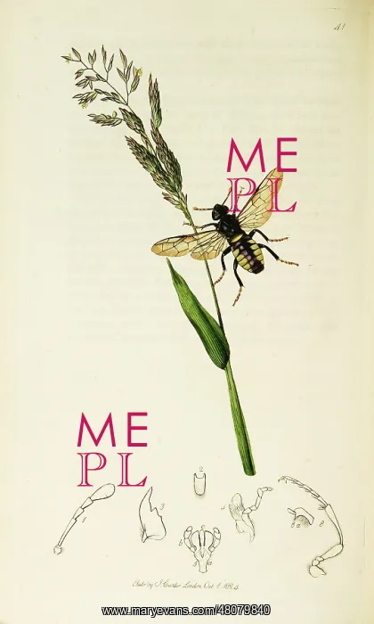  : Curtis British Entomology Plate 41