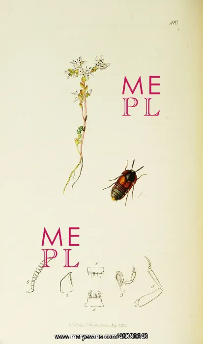 : Curtis British Entomology Plate 410 : Curtis British Entomology Plate 410