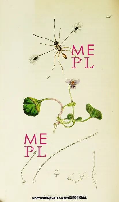 : Curtis British Entomology Plate 411 : Curtis British Entomology Plate 411