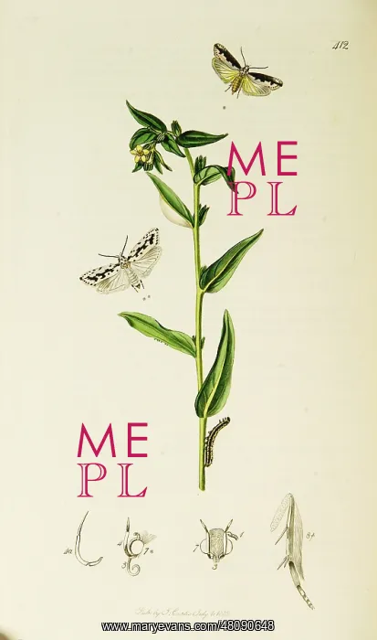 : Curtis British Entomology Plate 412 : Curtis British Entomology Plate 412