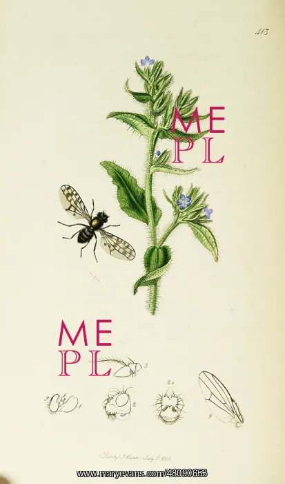 : Curtis British Entomology Plate 413 : Curtis British Entomology Plate 413
