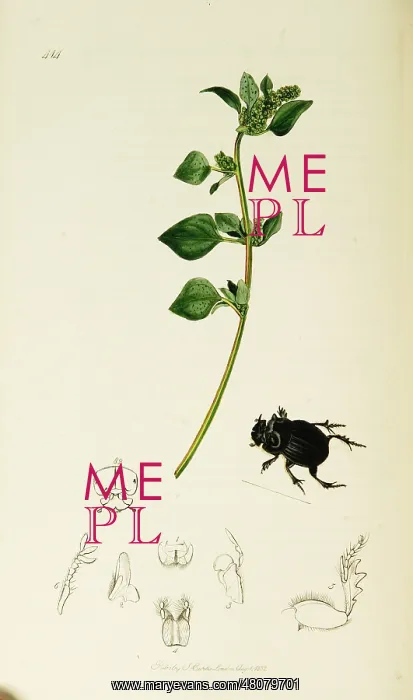 : Curtis British Entomology Plate 414 : Curtis British Entomology Plate 414