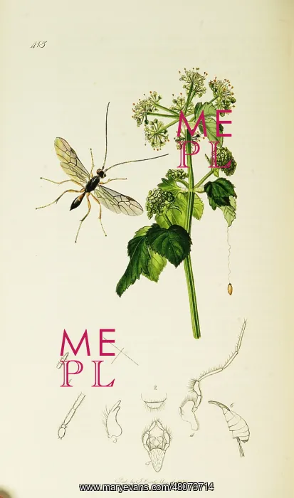 : Curtis British Entomology Plate 415 : Curtis British Entomology Plate 415