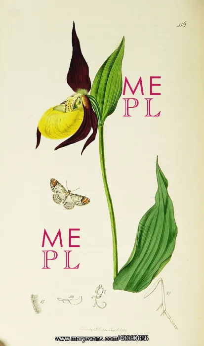 : Curtis British Entomology Plate 416 : Curtis British Entomology Plate 416