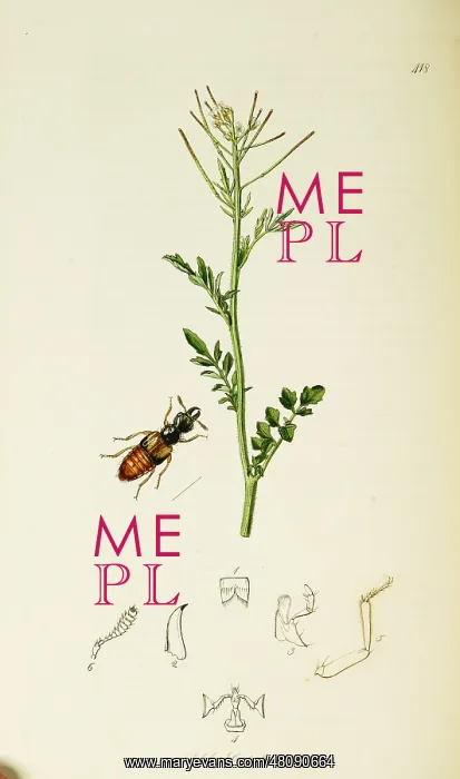 : Curtis British Entomology Plate 418 : Curtis British Entomology Plate 418