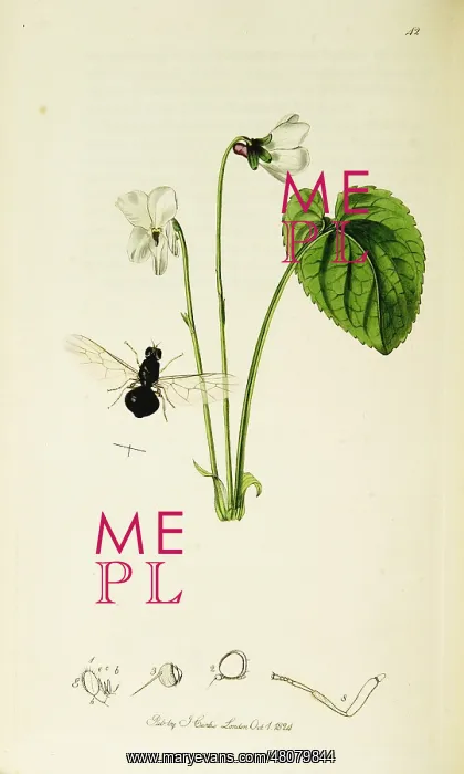 : Curtis British Entomology Plate 42 : Curtis British Entomology Plate 42