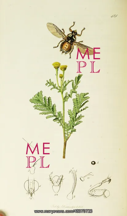 : Curtis British Entomology Plate 421 : Curtis British Entomology Plate 421