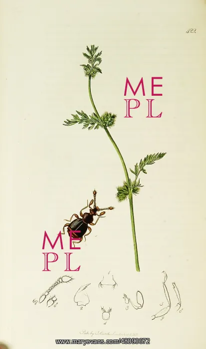 : Curtis British Entomology Plate 422 : Curtis British Entomology Plate 422