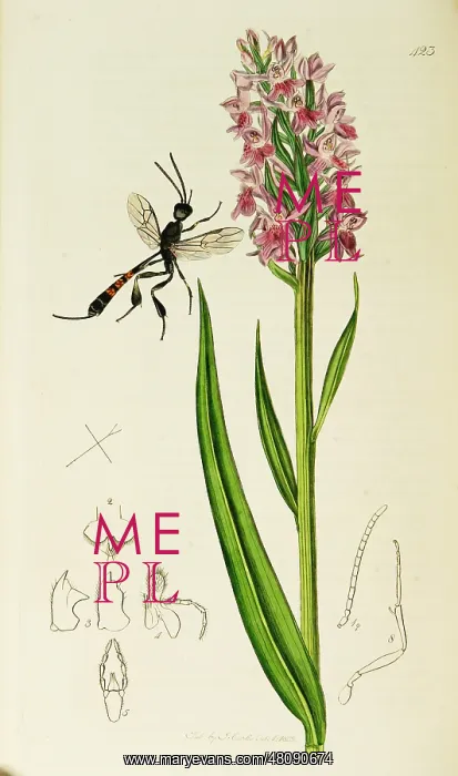 : Curtis British Entomology Plate 423 : Curtis British Entomology Plate 423