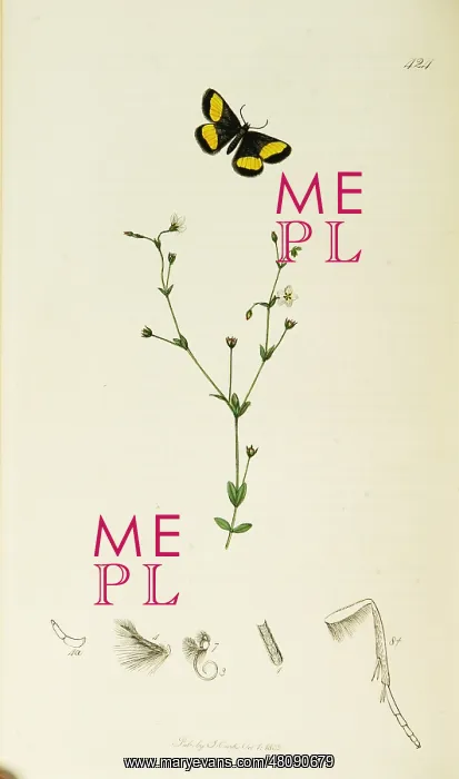 : Curtis British Entomology Plate 424 : Curtis British Entomology Plate 424
