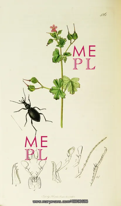 : Curtis British Entomology Plate 426 : Curtis British Entomology Plate 426
