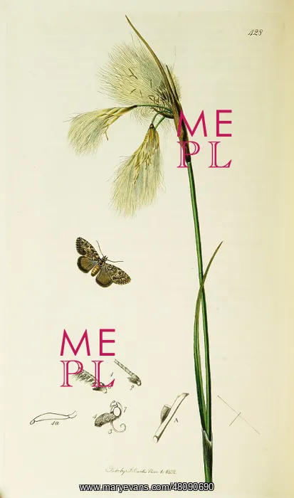 : Curtis British Entomology Plate 428 : Curtis British Entomology Plate 428
