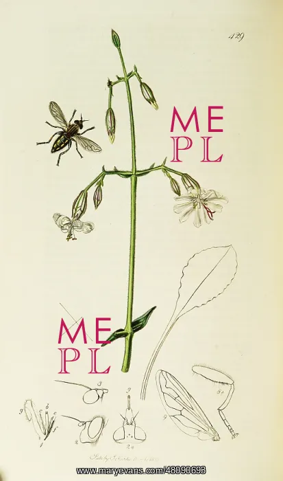 : Curtis British Entomology Plate 429 : Curtis British Entomology Plate 429