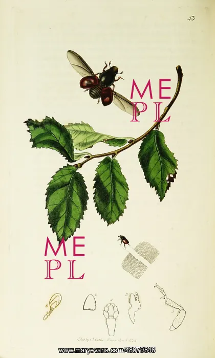 : Curtis British Entomology Plate 43 : Curtis British Entomology Plate 43