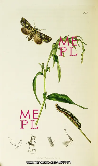 : Curtis British Entomology Plate 431 : Curtis British Entomology Plate 431