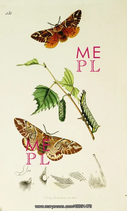 : Curtis British Entomology Plate 434 : Curtis British Entomology Plate 434