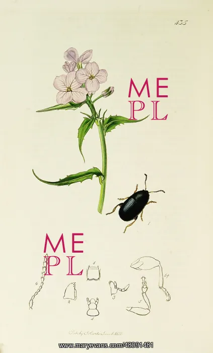 : Curtis British Entomology Plate 435 : Curtis British Entomology Plate 435