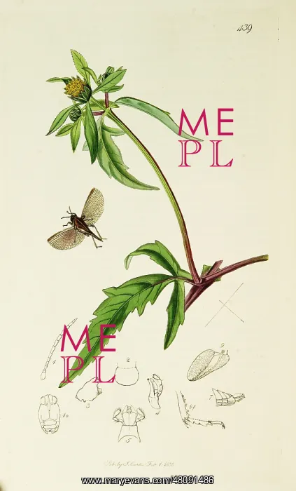 : Curtis British Entomology Plate 439 : Curtis British Entomology Plate 439