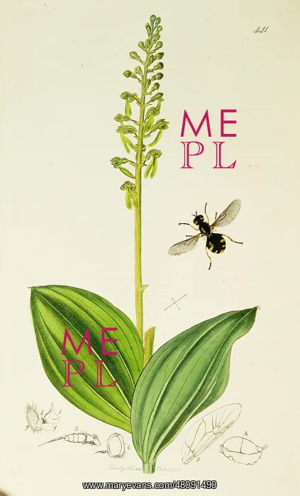 : Curtis British Entomology Plate 441 : Curtis British Entomology Plate 441