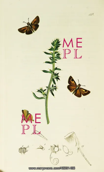 : Curtis British Entomology Plate 442 : Curtis British Entomology Plate 442