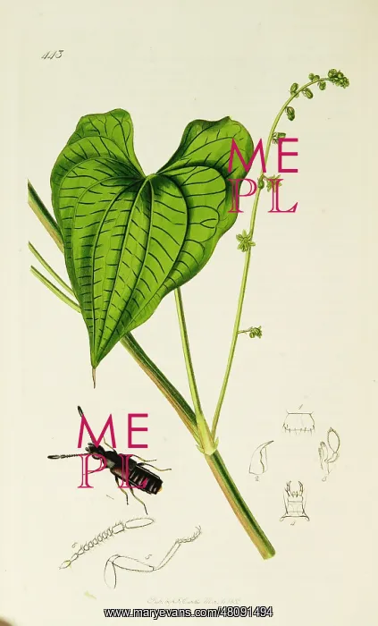  : Curtis British Entomology Plate 443
