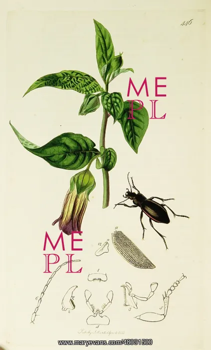 : Curtis British Entomology Plate 446 : Curtis British Entomology Plate 446