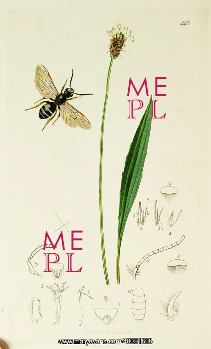 : Curtis British Entomology Plate 448 : Curtis British Entomology Plate 448