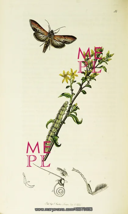 : Curtis British Entomology Plate 45 : Curtis British Entomology Plate 45