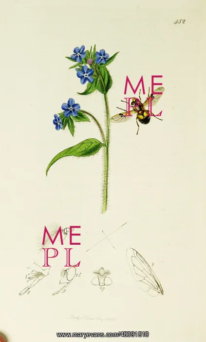  : Curtis British Entomology Plate 452