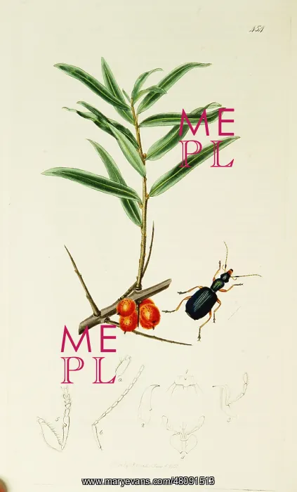 : Curtis British Entomology Plate 454 : Curtis British Entomology Plate 454