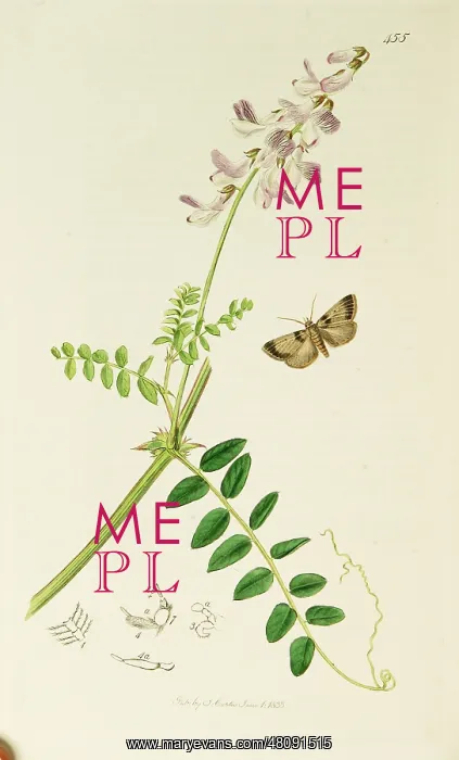 : Curtis British Entomology Plate 455 : Curtis British Entomology Plate 455