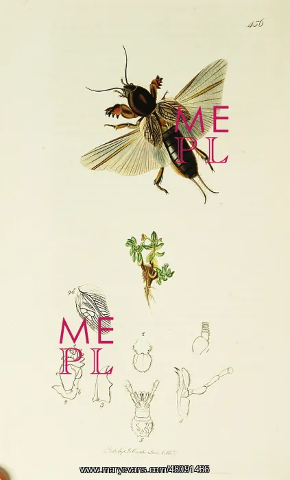 : Curtis British Entomology Plate 456 : Curtis British Entomology Plate 456