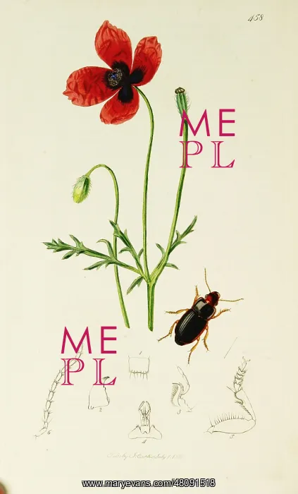 : Curtis British Entomology Plate 458 : Curtis British Entomology Plate 458