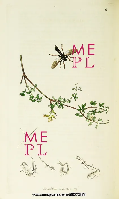 : Curtis British Entomology Plate 46 : Curtis British Entomology Plate 46