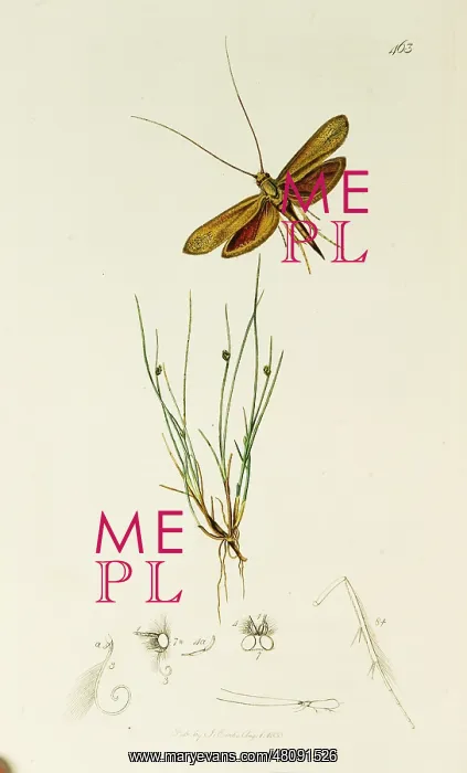 : Curtis British Entomology Plate 463 : Curtis British Entomology Plate 463