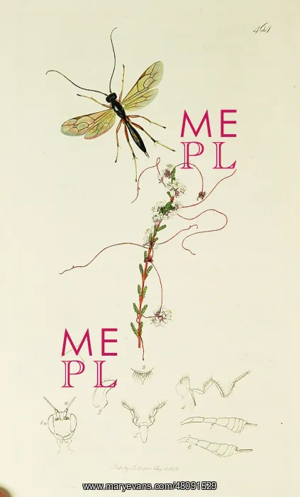 : Curtis British Entomology Plate 464 : Curtis British Entomology Plate 464