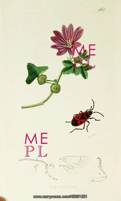 : Curtis British Entomology Plate 465 : Curtis British Entomology Plate 465