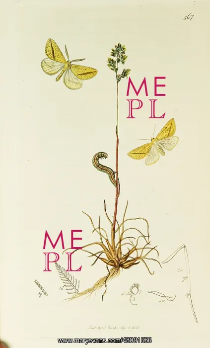 : Curtis British Entomology Plate 467 : Curtis British Entomology Plate 467