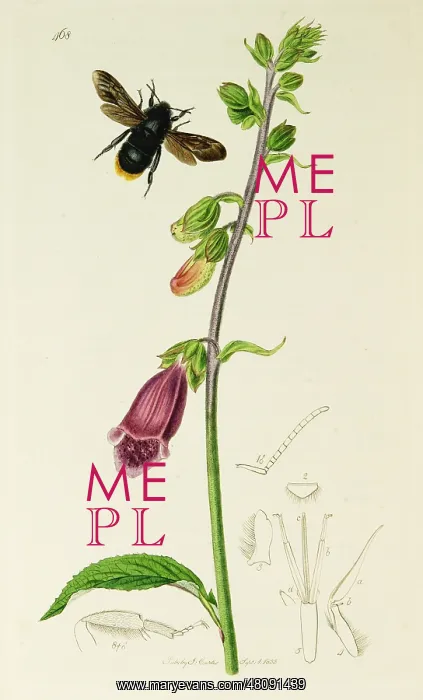 : Curtis British Entomology Plate 468 : Curtis British Entomology Plate 468