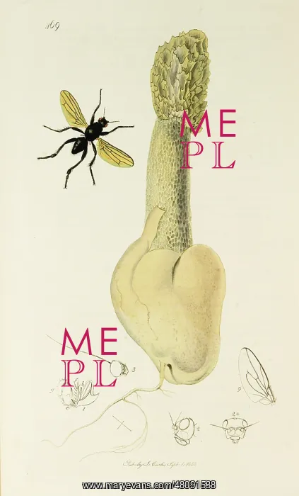 : Curtis British Entomology Plate 469 : Curtis British Entomology Plate 469