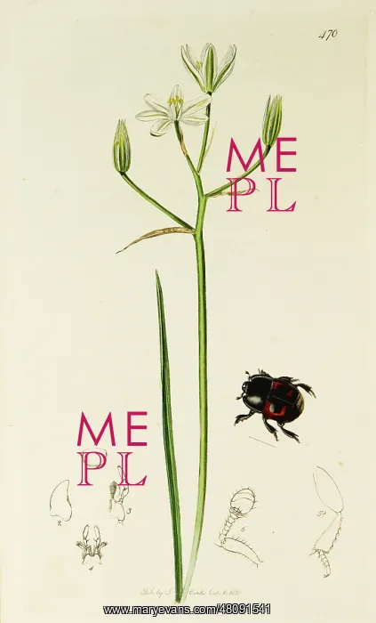  : Curtis British Entomology Plate 470