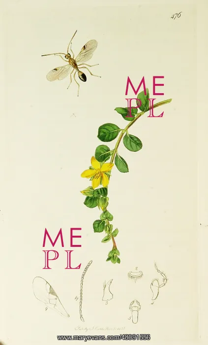 : Curtis British Entomology Plate 476 : Curtis British Entomology Plate 476