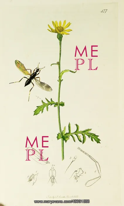 : Curtis British Entomology Plate 477 : Curtis British Entomology Plate 477