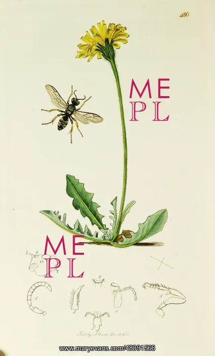 : Curtis British Entomology Plate 480 : Curtis British Entomology Plate 480