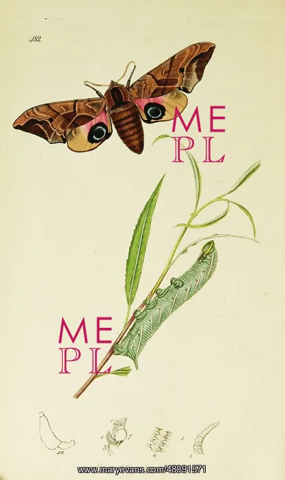  : Curtis British Entomology Plate 482