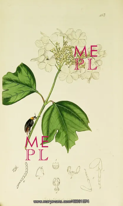 : Curtis British Entomology Plate 483 : Curtis British Entomology Plate 483